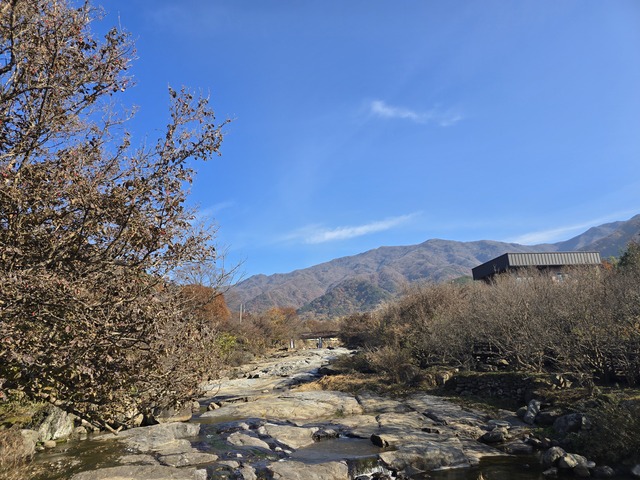 산수유 열매가 익어가는 산수유 마을길