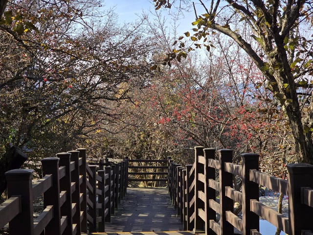 산수유 열매가 익어가는 산수유 마을길