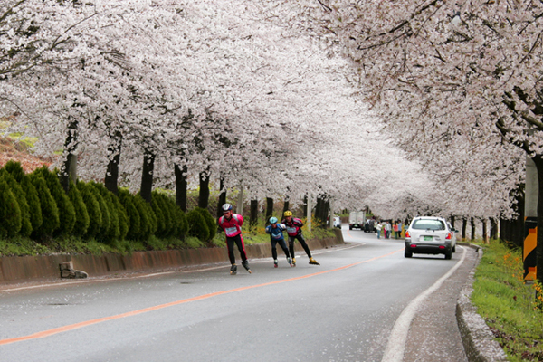 Seomjingang River Cherry Blossom Road 